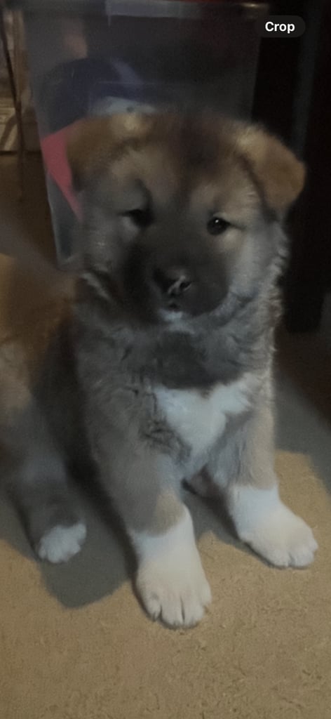 Akita pups 
