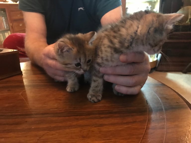 2 Beautiful Fluffy Tabby Kittens for sale