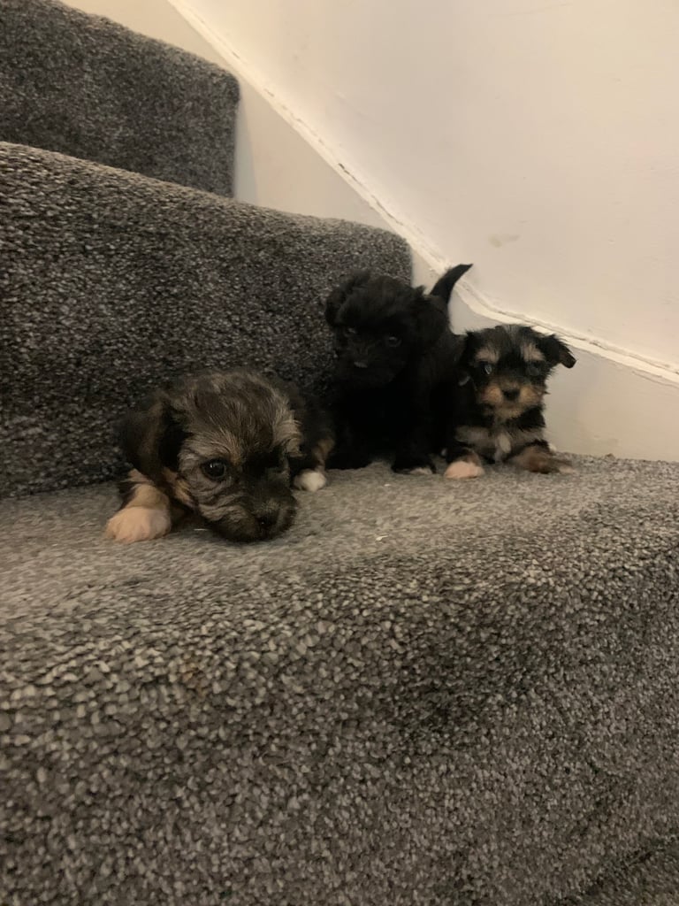 Toy maltipoo puppies (mini poodle)