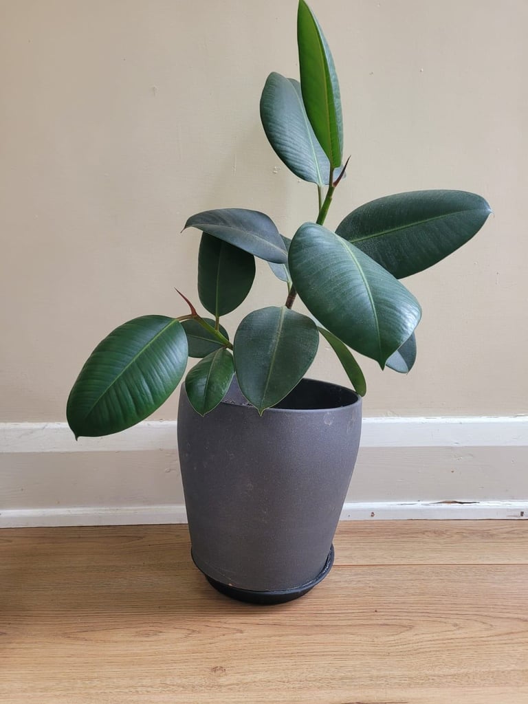 Rubber tree