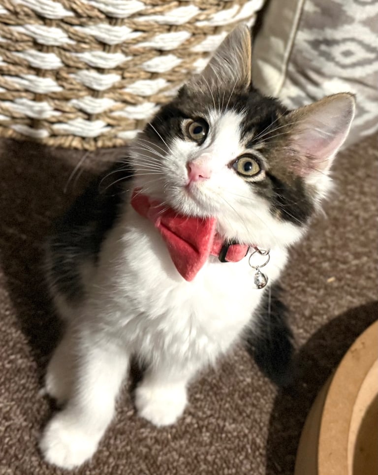 Stunning Ragamuffin X Main Coon Kittens