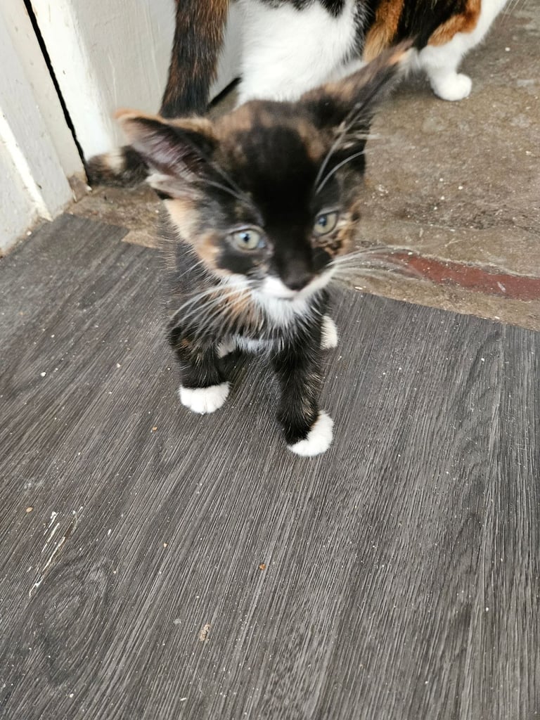Fluffy Kittens ready to leave 4 female 1 male 