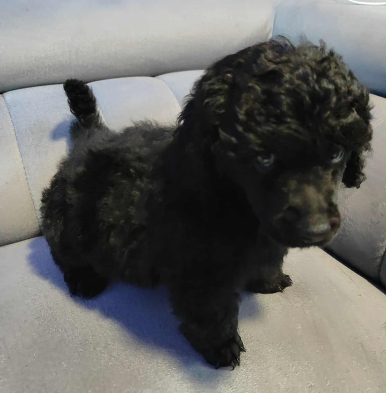 image for Shihpoo