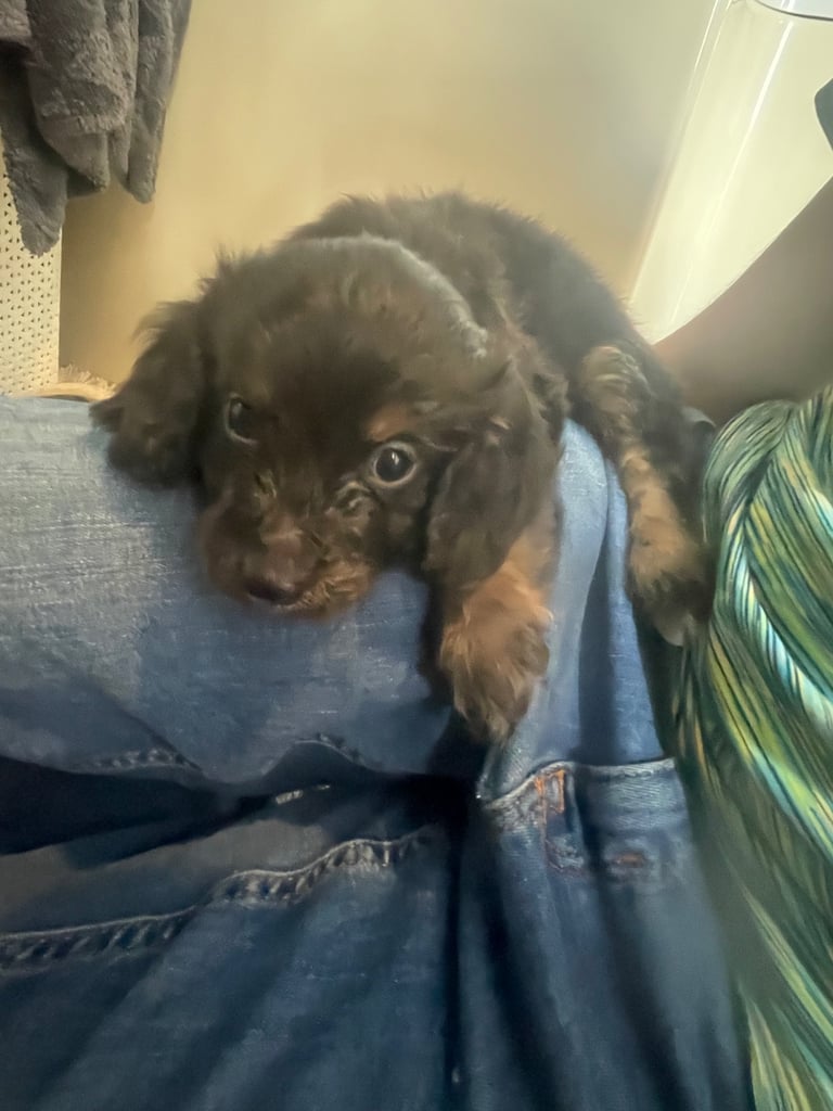 F1 cockapoos for sale
