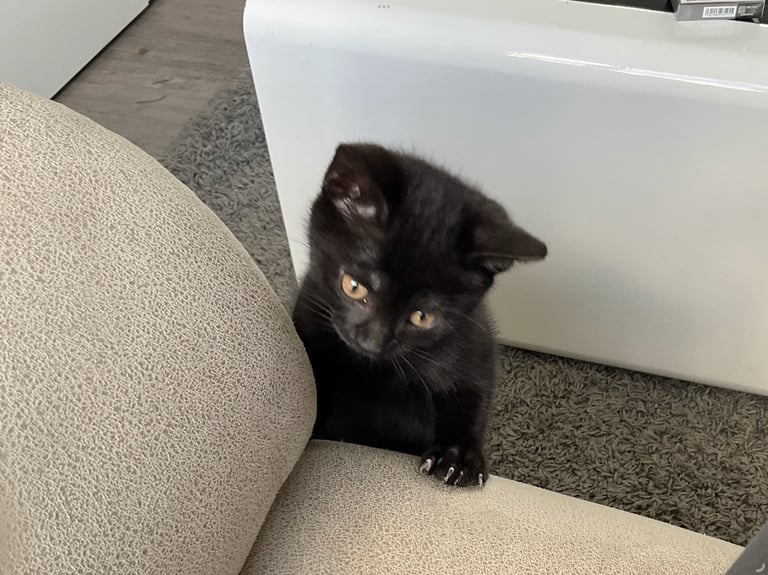 Adorable Playful Bombay Mix Kittens – Ready for Loving Homes!  2 left( female and male)