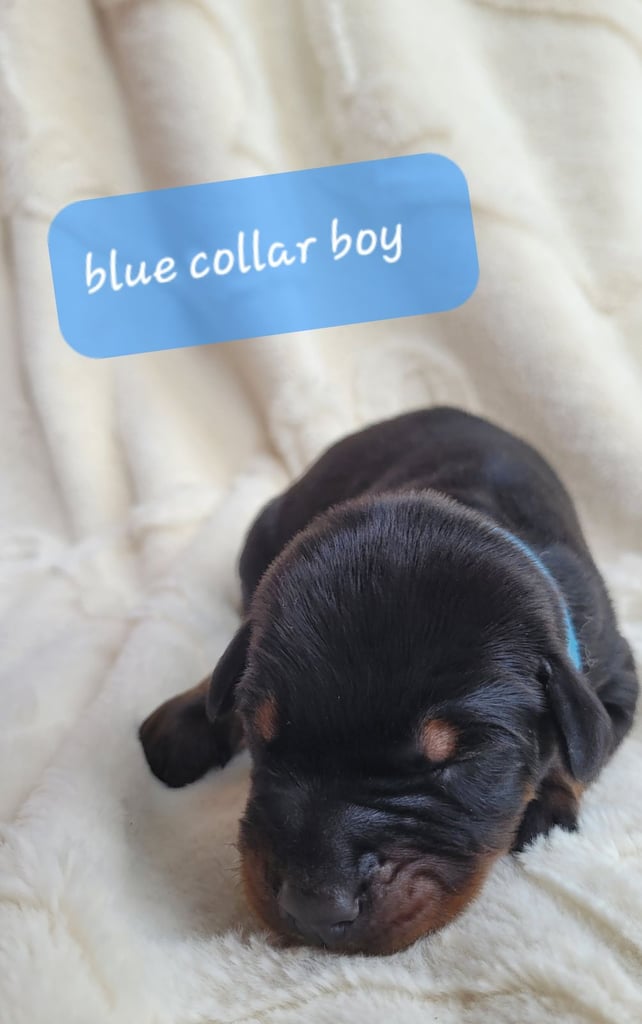 *all gone* Stunning KC reg Dobermann puppies 