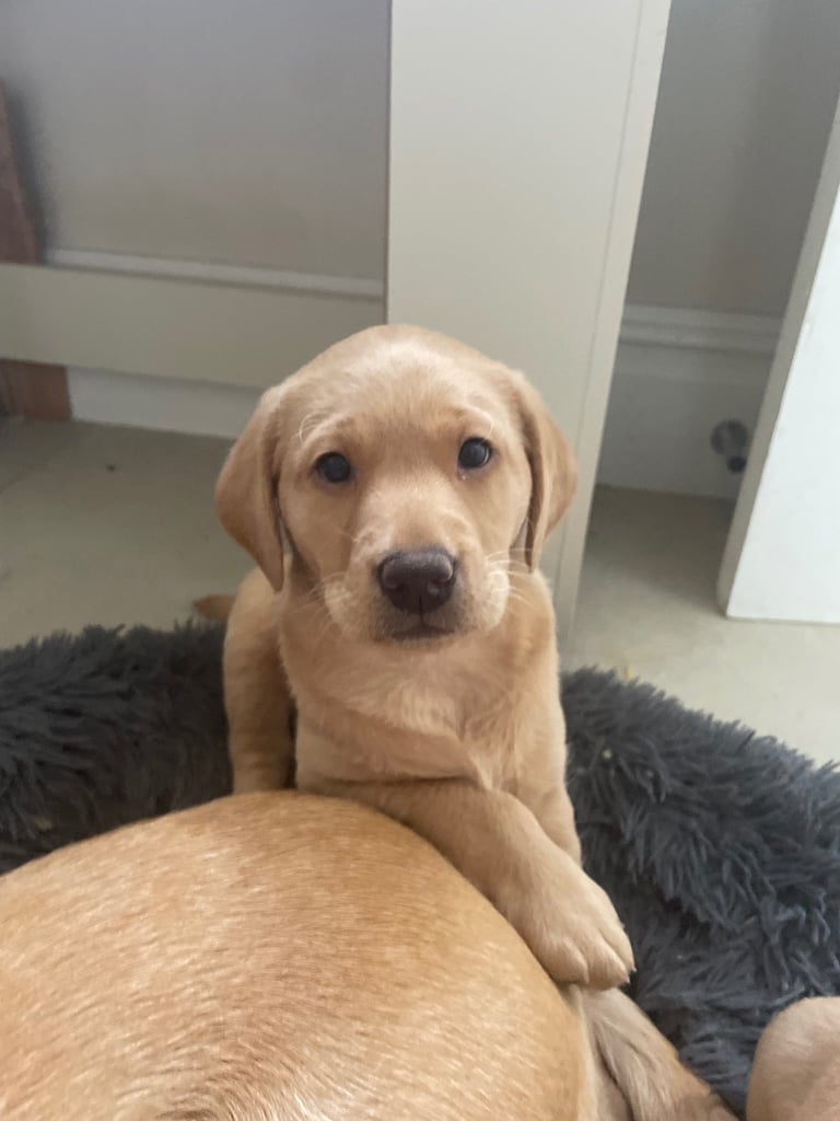 Female Labrador Puppy