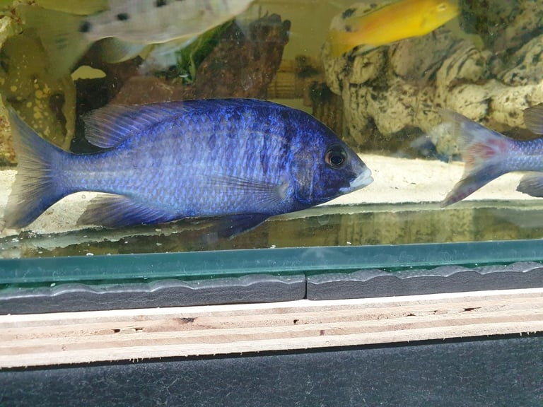 Tropheus malawi fish cichlids tropical mbuna small and big