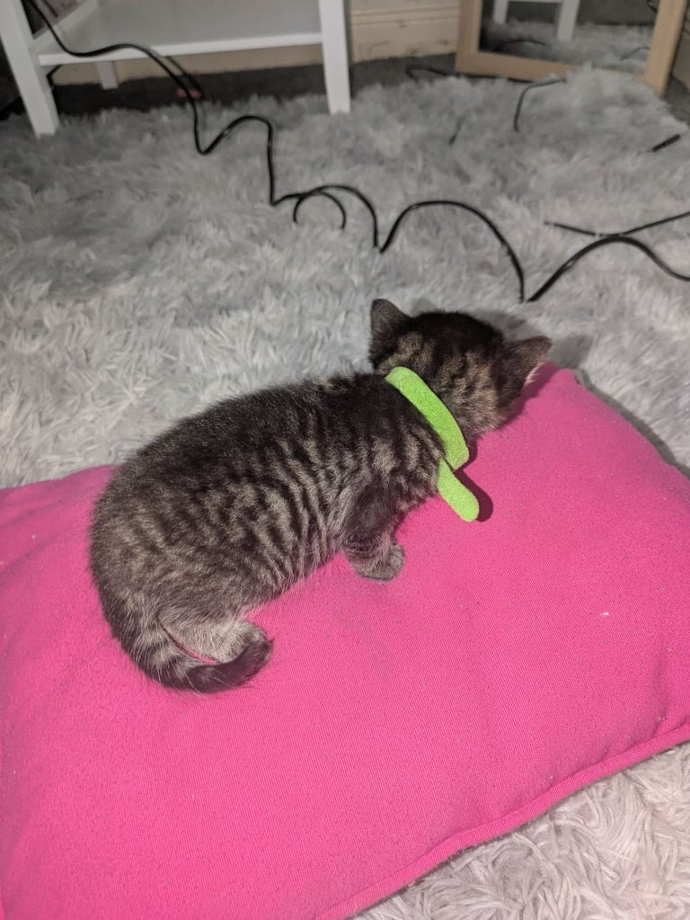 Kittens for sale 