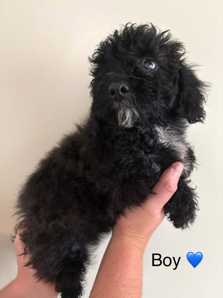 Poochon puppies
