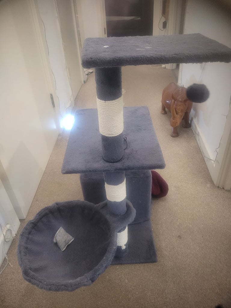 🐾 Complete Cat/Kitten Starter Bundle – Everything You Need! 🐾