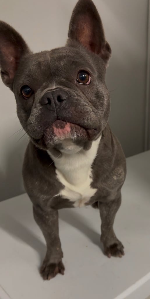 Female blue French bulldog for sale 