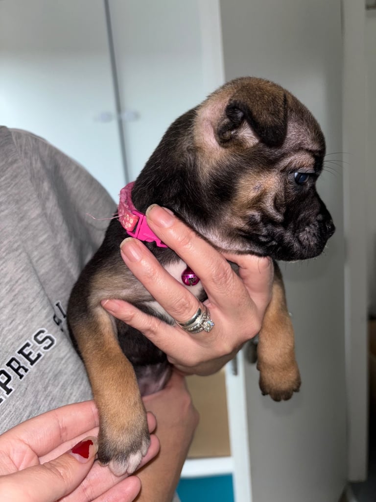 Bulldog/staffy mix 