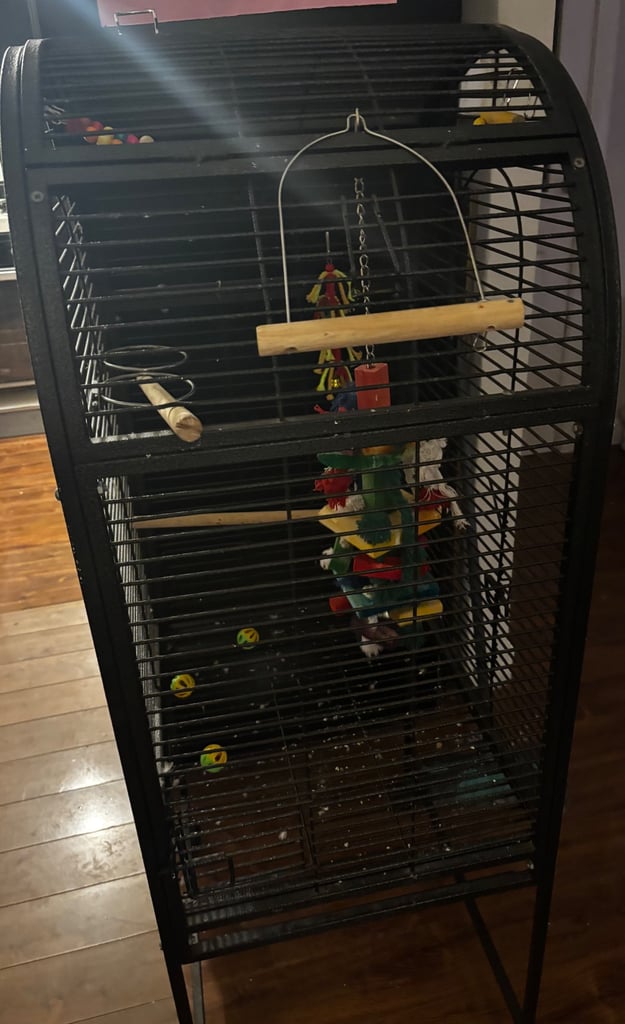 Bird Cage 