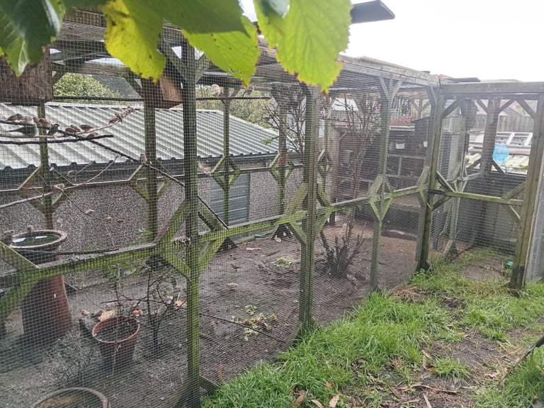 18 x 6 aviary with 6 x 3 porch