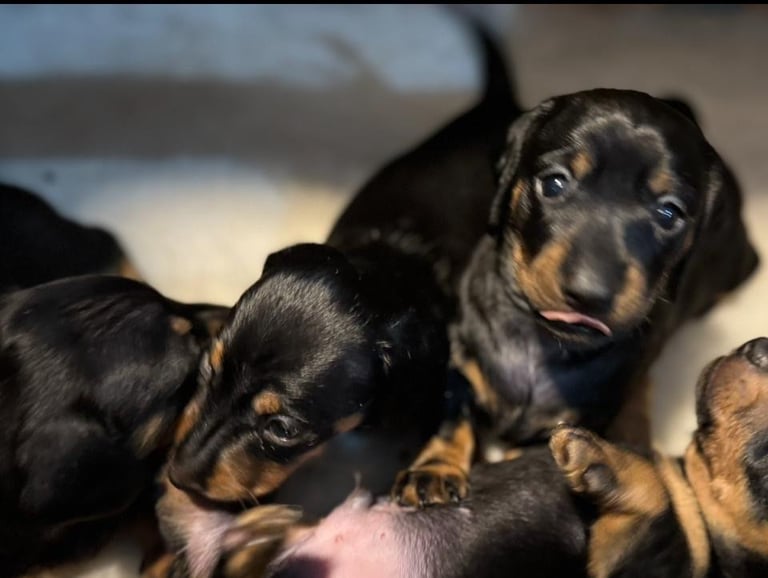 Miniature Dachshund Puppies   **Ready soon**