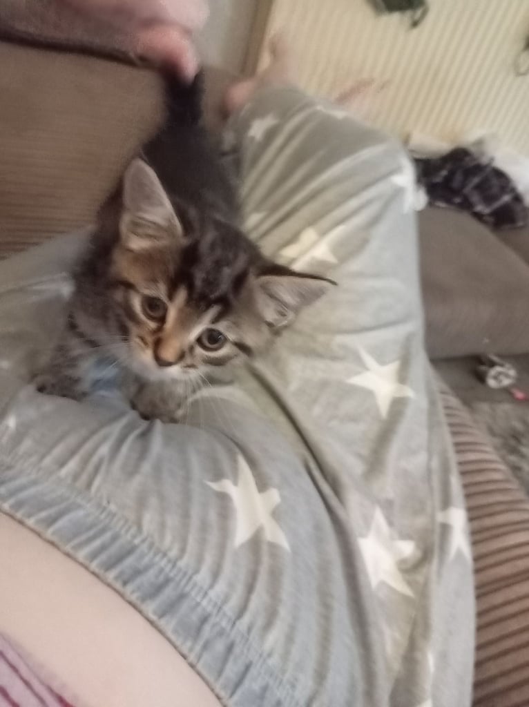 Black fluffy kitten tabby kitten 