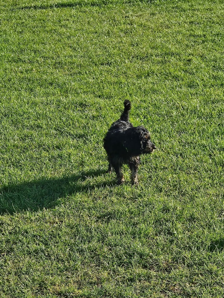 Cockerpoo 