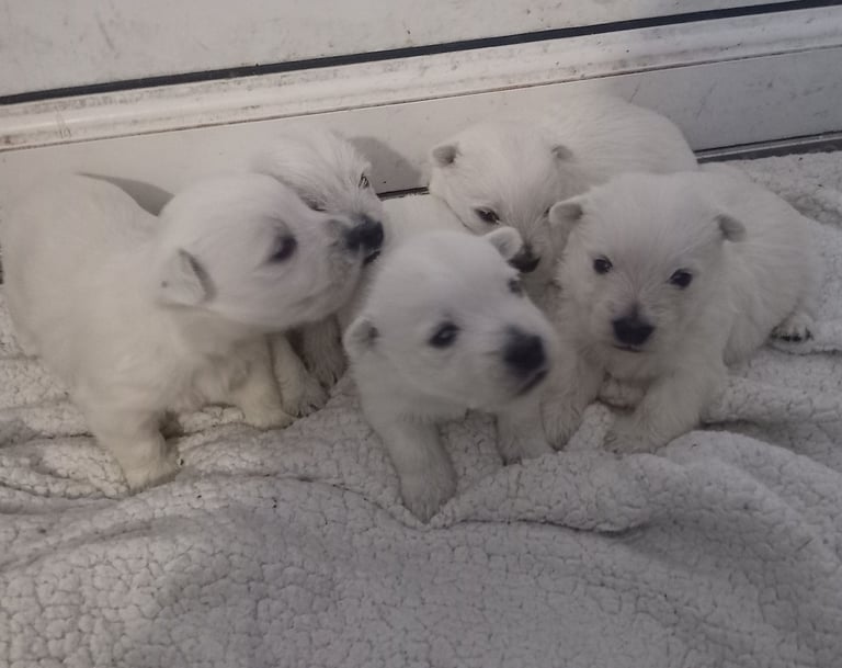 West Highland Terrier (Westie) Puppies