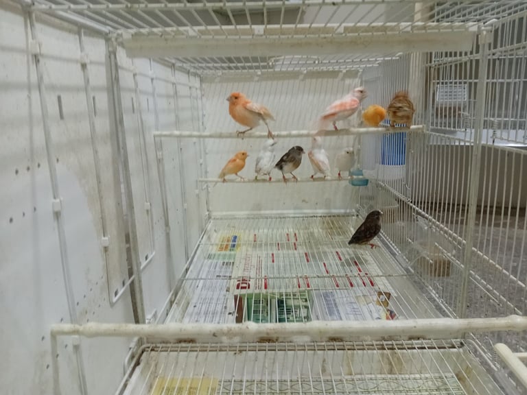 Canary 