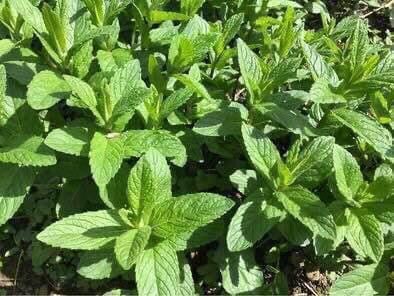 image for Mint pants 