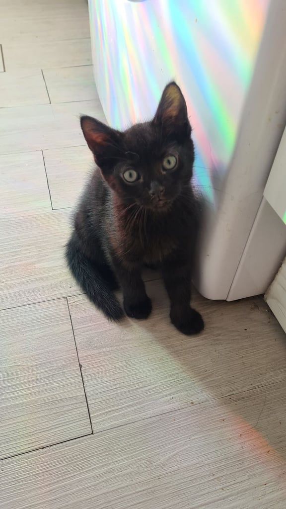 Female Kittens 10 weeks , ready for new home