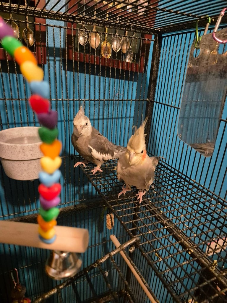 Two cockatiels for sale with cage 