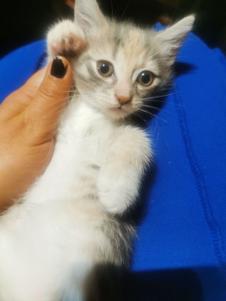Beautiful British short haired kittens for sale 