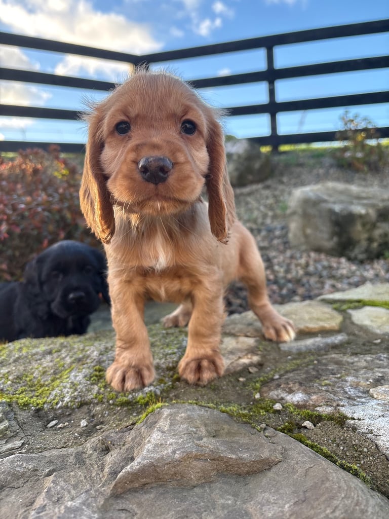 Cocker Spaniel Pups