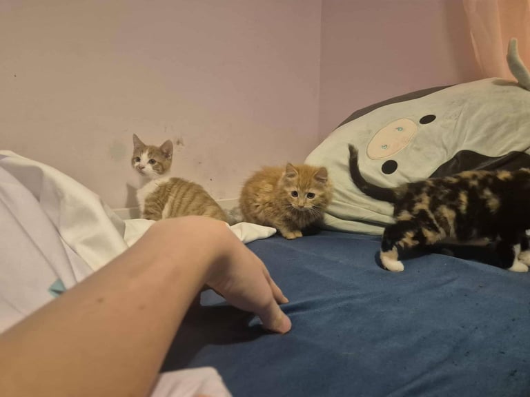 Kittens 