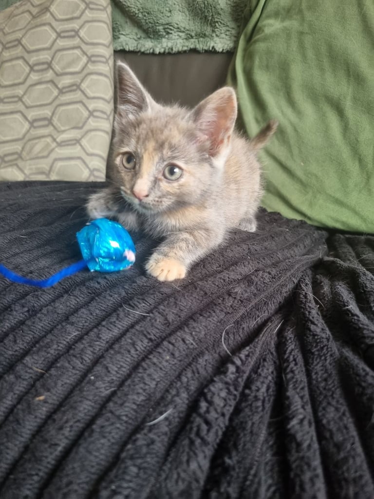 Russian blue cross kittens