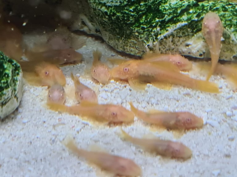Baby gold bristlenose 