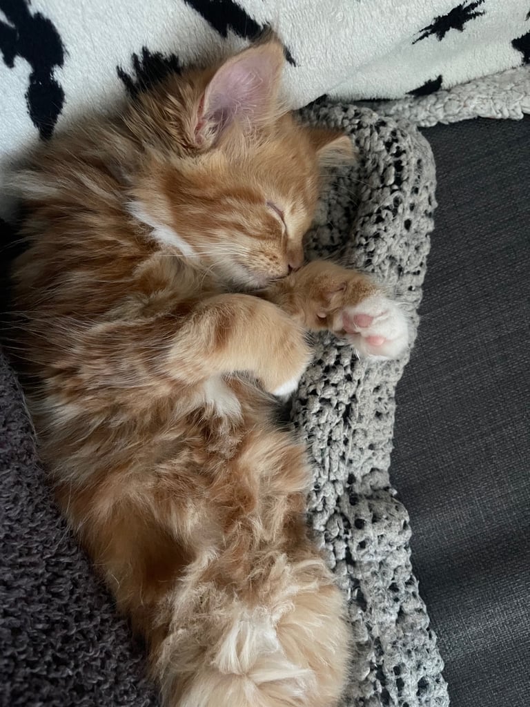 Norwegian forest kitten 