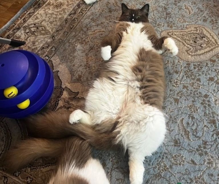 Super Rare green-eyed light mink ragdoll girl Ready now