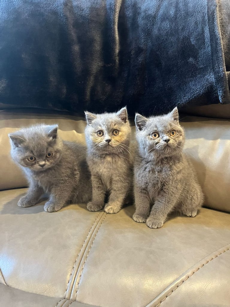 British shorthair 