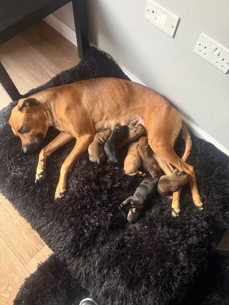 Saluki cross Rottweiler puppies 