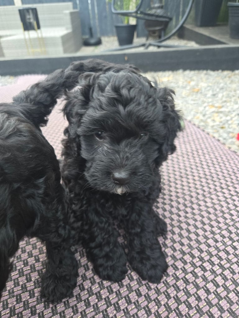 Gorgeous F1 Cockapoo Puppies
