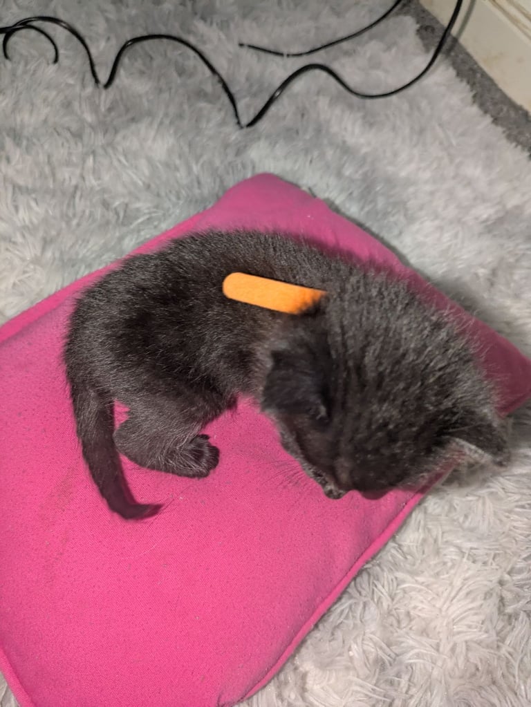 Kittens for sale 