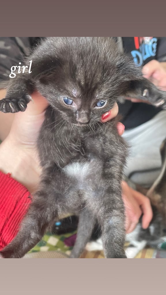 4 Kittens for sale