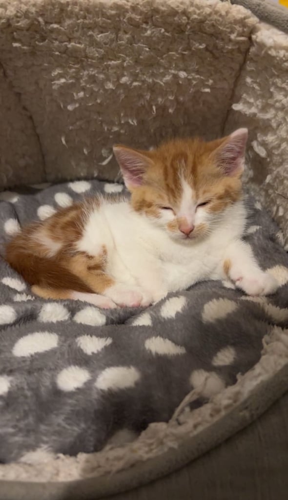 Adorable 8-Week-Old Ginger Kitten Looking for a Loving Home 🐈