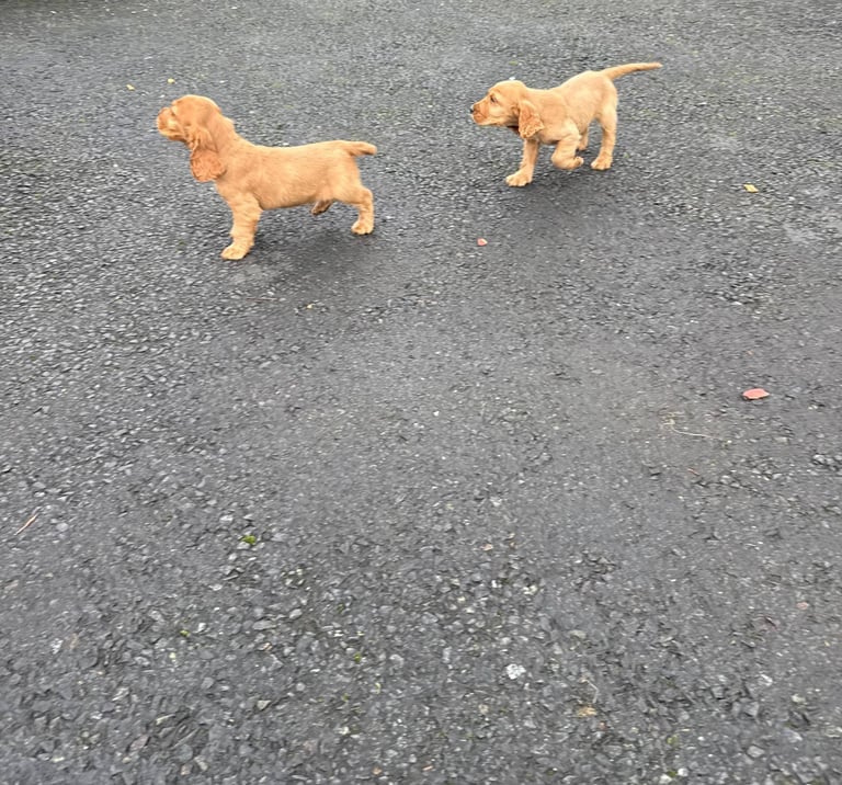 Cocker spaniel puppies 