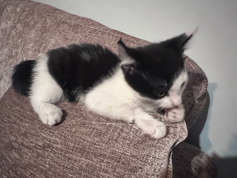 🐾 Adorable 3 male Kittens Ready for Their Forever Homes! 🐾