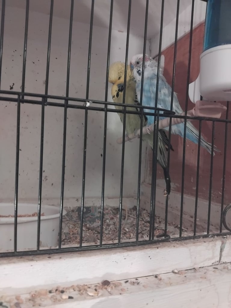 Budgies