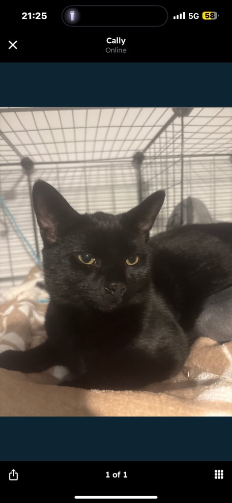 !4 gorgeous kittens for sale! £50 for a pair