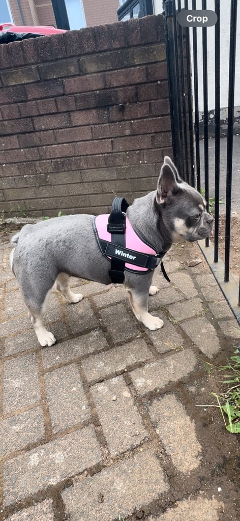 Fluffy/fluffy carrier French bulldogs 