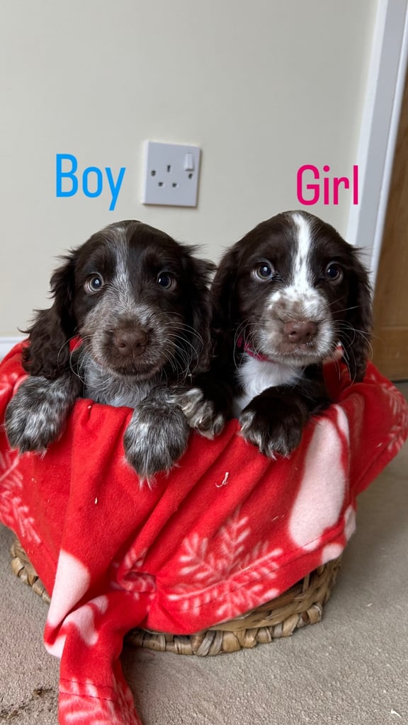 Cocker spaniel puppies 