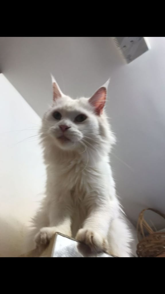 Full Maine Coon Female