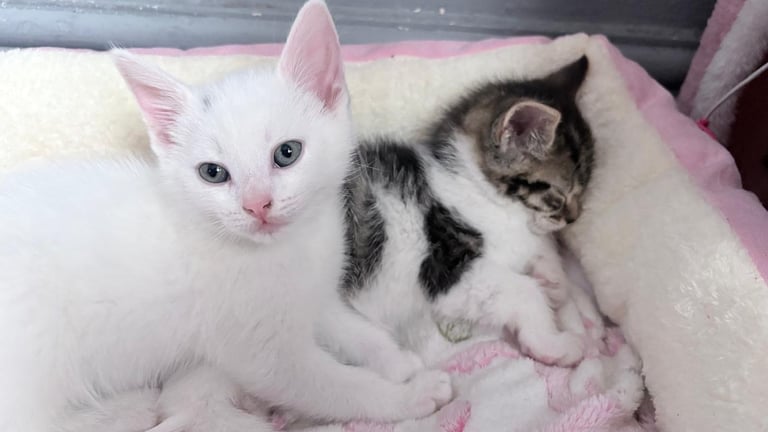 2 beautiful blue eyed male kittens available