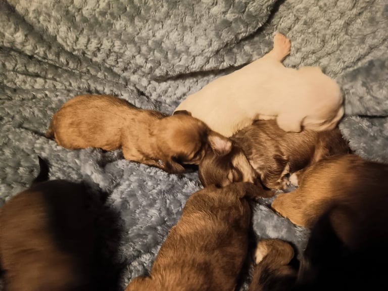 Beautiful dachshund cross cava-tzu for sale