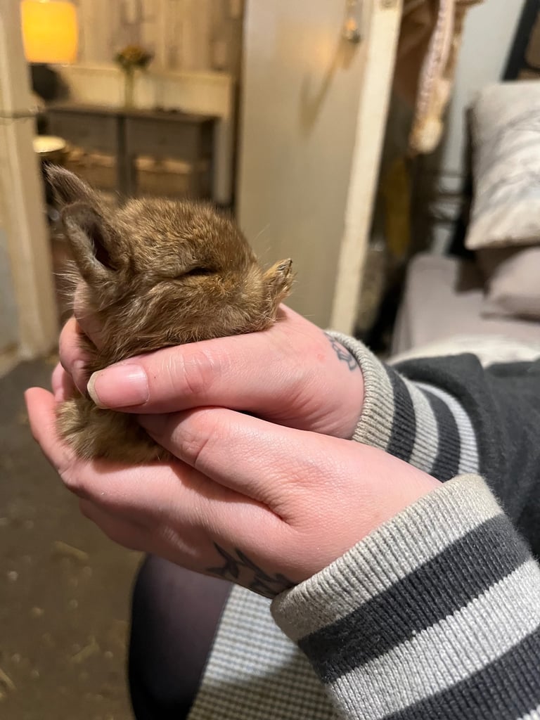 Netherland Dwarf / Minilop 